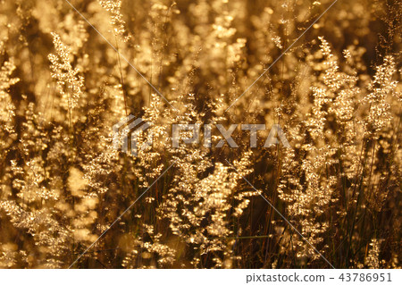 Field under the sunset Field under the sunset 43786951