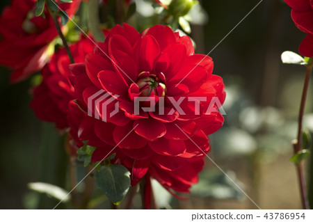 Beautiful red dahlia 43786954