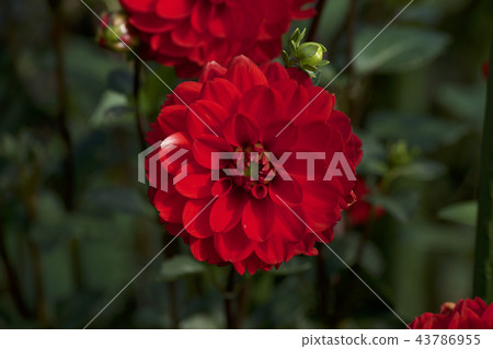 Beautiful red dahlia Beautiful red dahlia 43786955