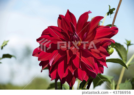 Beautiful red dahlia Beautiful red dahlia 43786956