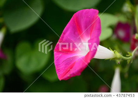 Shining morning glory flower Shining morning glory flower 43787453