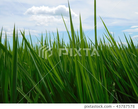 米飯領域米葉子 米飯領域米葉子 43787578