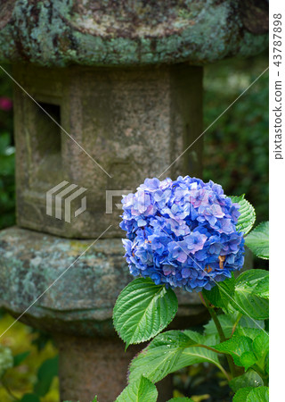 hydrangea hydrangea 43787898