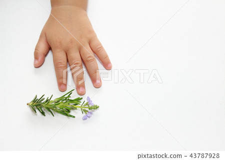 Rosemary (Marine Blue) Rosemary (Marine Blue) 43787928