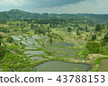 Rice paddy of Star Pass 43788153