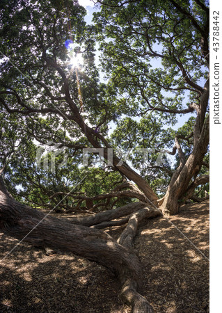 new zealand pohutukawa 43788442