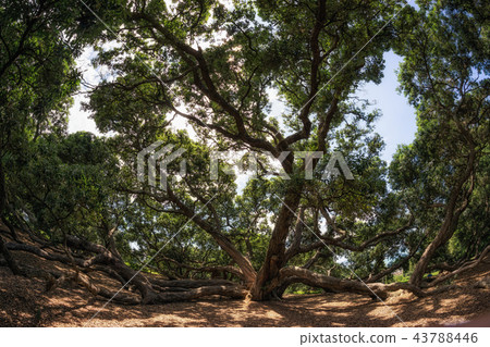 new zealand pohutukawa new zealand pohutukawa 43788446