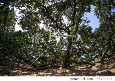 new zealand pohutukawa 43788447