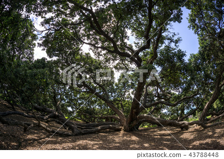 new zealand pohutukawa 43788448