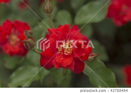 荒尾市少女公民花壇玫瑰花， 43788464