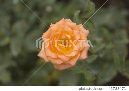 Arao City Ominous Citizen Flower Bed Rose Flower, Arao City Ominous Citizen Flower Bed Rose Flower, 43788471
