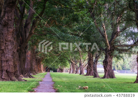 rows of trees in hagley park rows of trees in hagley park 43788819