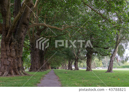 rows of trees in hagley park rows of trees in hagley park 43788821