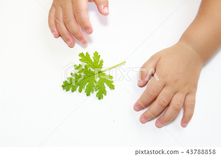 Rose geranium Rose geranium 43788858