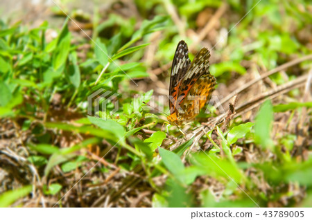 Butterfly - Black-headed Butterfly Butterfly - Black-headed Butterfly 43789005