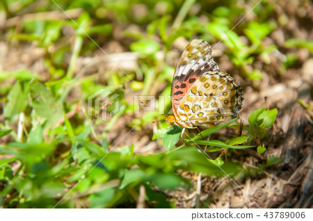 Butterfly - Black-headed Butterfly 43789006