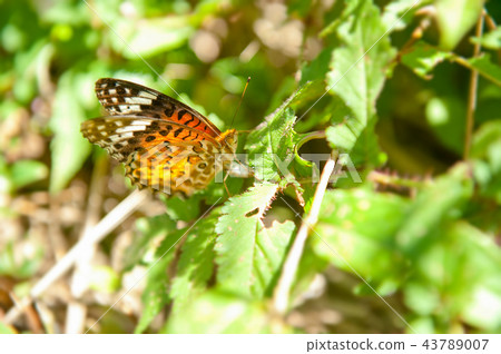 Butterfly - Black-headed Butterfly 43789007