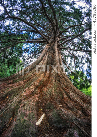 blue atlas cedar tree blue atlas cedar tree 43789260