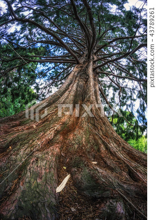 blue atlas cedar tree 43789261