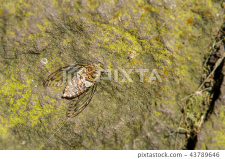 夏特曼(Natsu Tenman-Deadman) 夏特曼(Natsu Tenman-Deadman) 43789646