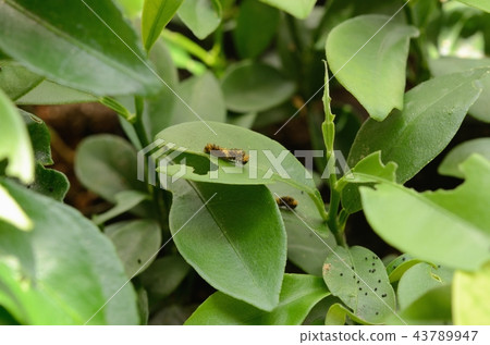 普通燕尾（Kunkan）的2齡幼蟲 43789947