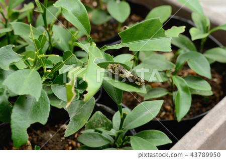 The 4th instar larva of the common swallowtail (Kunkan) 43789950