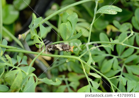 Larvae of Namihaha (Lo) 43789951