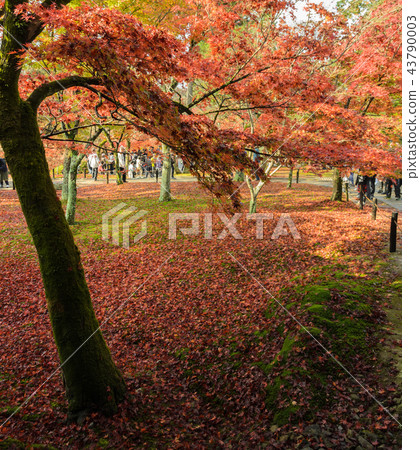Autumn color leaves in Kyoto, Japan Autumn color leaves in Kyoto, Japan 43790003