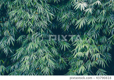 bamboo leaves background for nature backdrop design 43790818