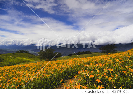 六十石山金花海 43791003