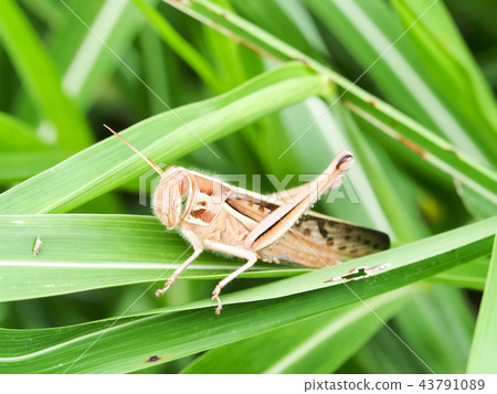 Patanga japonica Patanga japonica 43791089