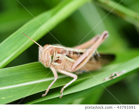 巴坦加粳稻 43791091