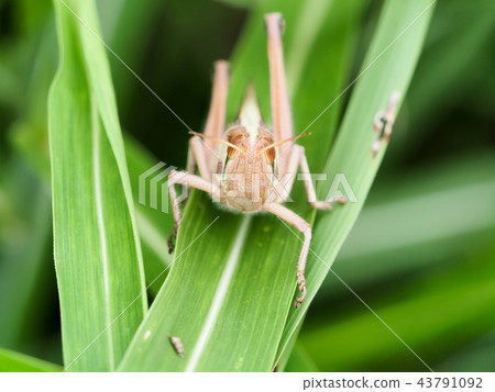 Patanga japonica Patanga japonica 43791092
