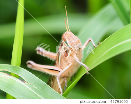 巴坦加粳稻 43791093