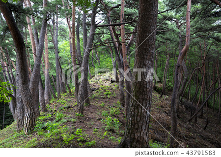 Pine tree 43791583