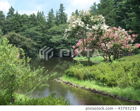 由水的桃紅色和白色salsbergs 43793233