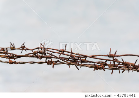 Rusty barbed wires, old wall white background, copy space for text Rusty barbed wires, old wall white background, copy space for text 43793441
