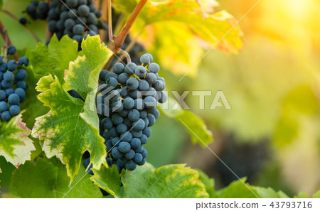 Red grapes of wine in wineyard, sunset light 43793716
