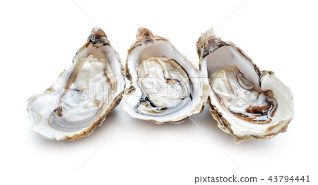 fresh oyster isolated fresh oyster isolated 43794441