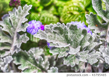 Macro photo of the leaves of a plant 43795485