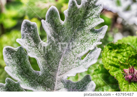 Macro photo of the leaves 43795487