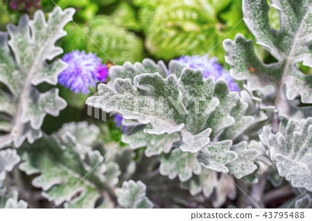 Macro photo of the leaves of a plant 43795488