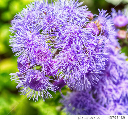 Macro photo of a purple Macro photo of a purple 43795489