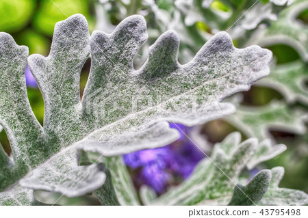 Macro photo of the leaves 43795498