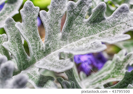 Macro photo of the leaves 43795500