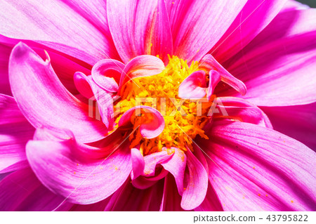 Macro photo of a red chrysanthemum 43795822