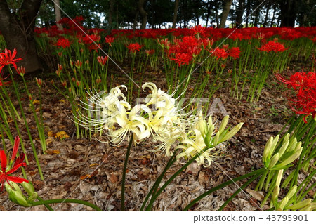 Hayakawa Tubu的群集孤挺花 Hayakawa Tubu的群集孤挺花 43795901