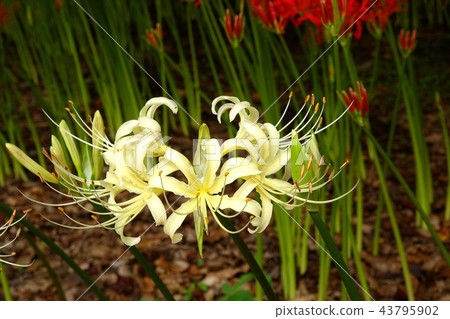 A cluster amaryllis of Hayakawa Tubu A cluster amaryllis of Hayakawa Tubu 43795902