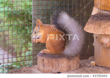 Squirrel gnaws nuts sitting on a stump in an enclosure Squirrel gnaws nuts sitting on a stump in an enclosure 43795943