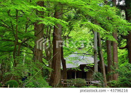 Chusonji Temple (Iwate Prefecture) 43796216